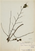 藏品(克非亞草)的圖片